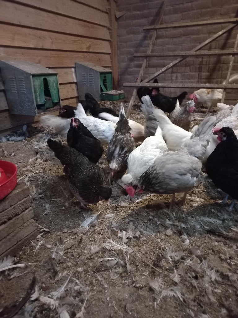 Ijslandse Kippen, Dieren en Toebehoren, Meerdere dieren, Kip