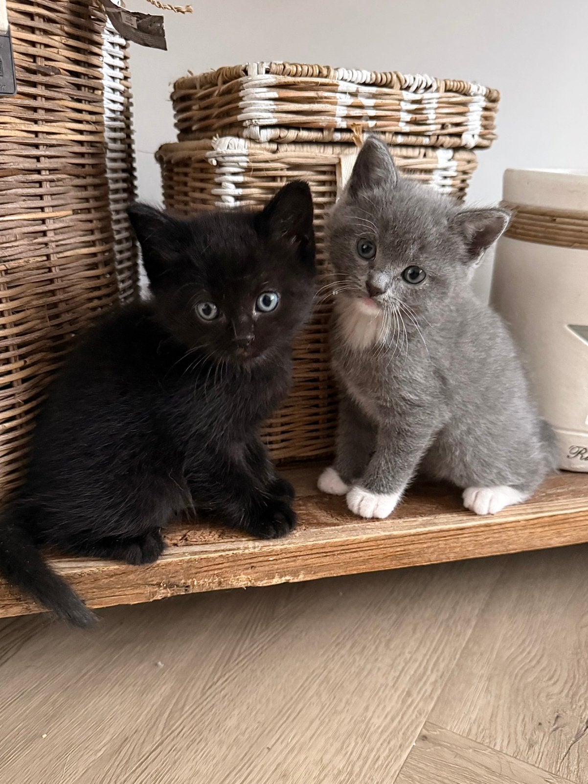 Britse korthaar kittens, Meerdere dieren, Gechipt