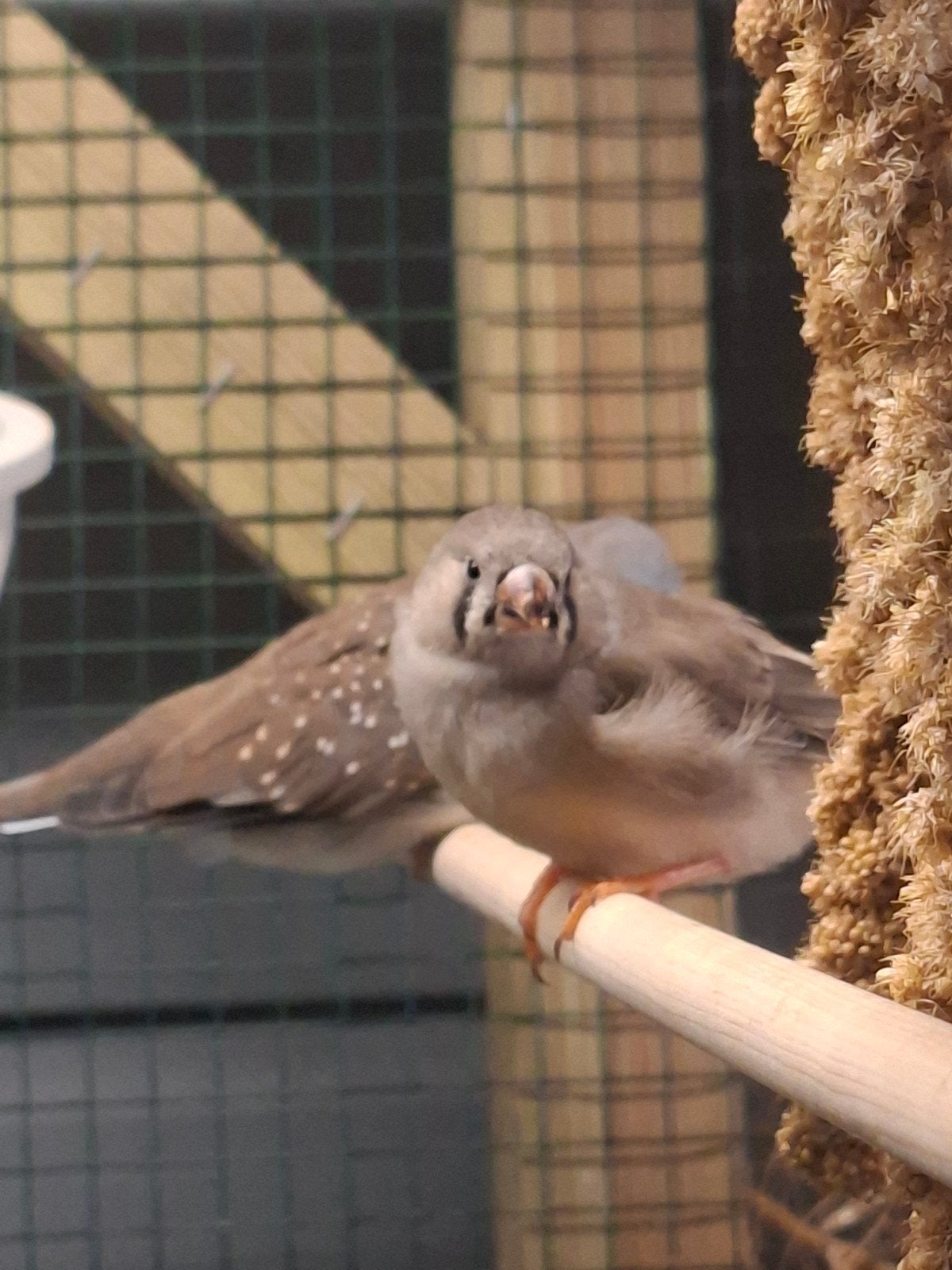 Jonge zebravinken, Dieren en Toebehoren, Vogels | Overige Vogels