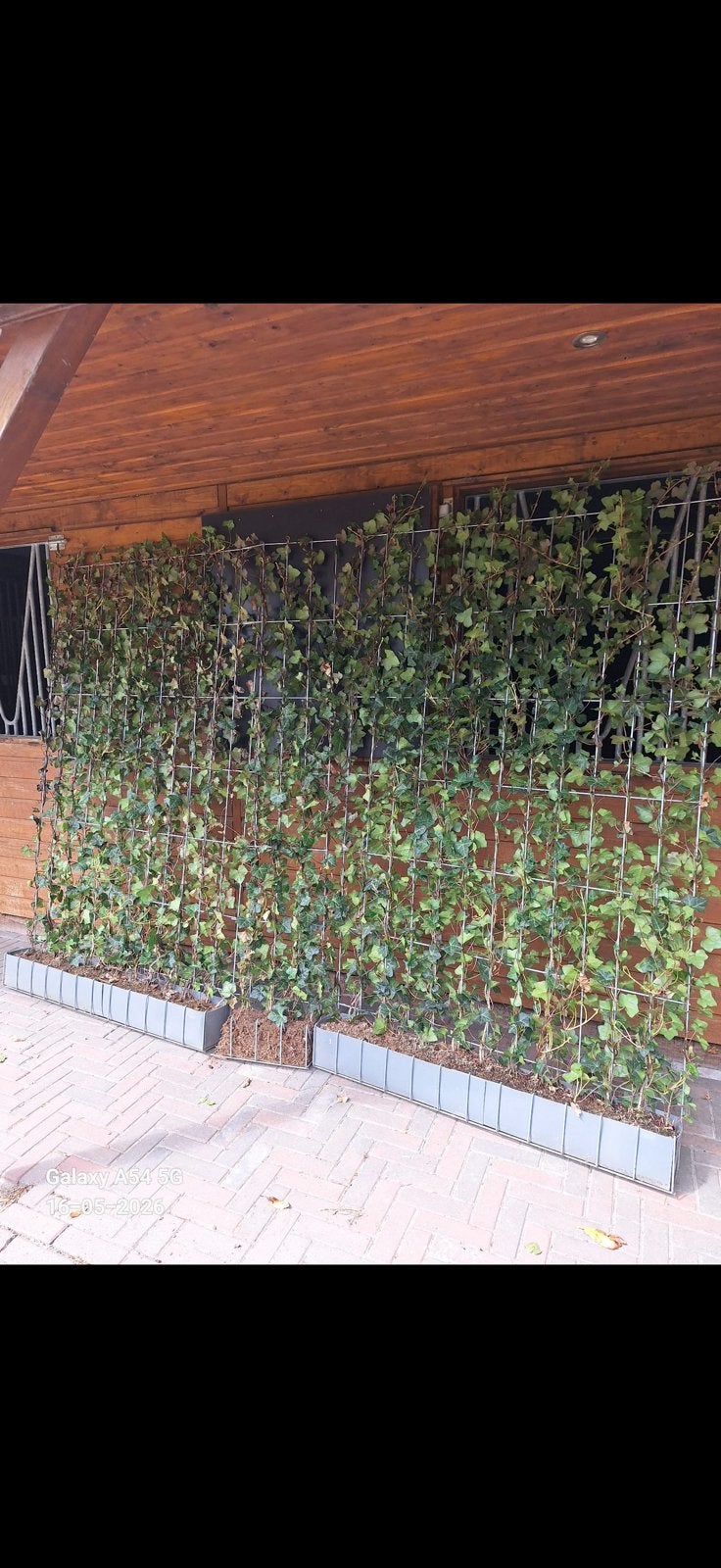 Klimopscherm, Tuin en Terras, Ophalen, 1 tot 2 meter, Minder dan 3 meter, Zo goed als nieuw