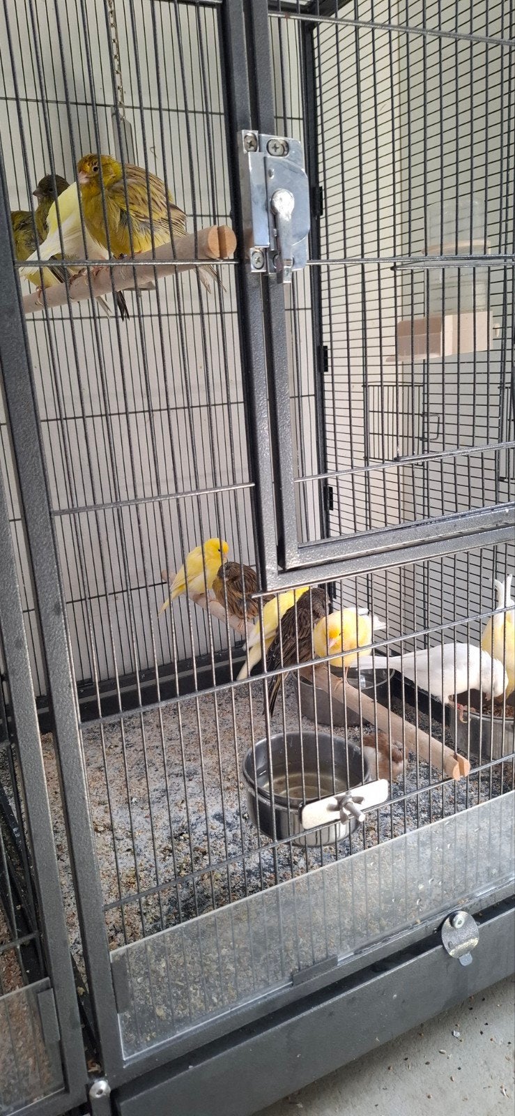 kanaries, Meerdere dieren, Tropenvogel