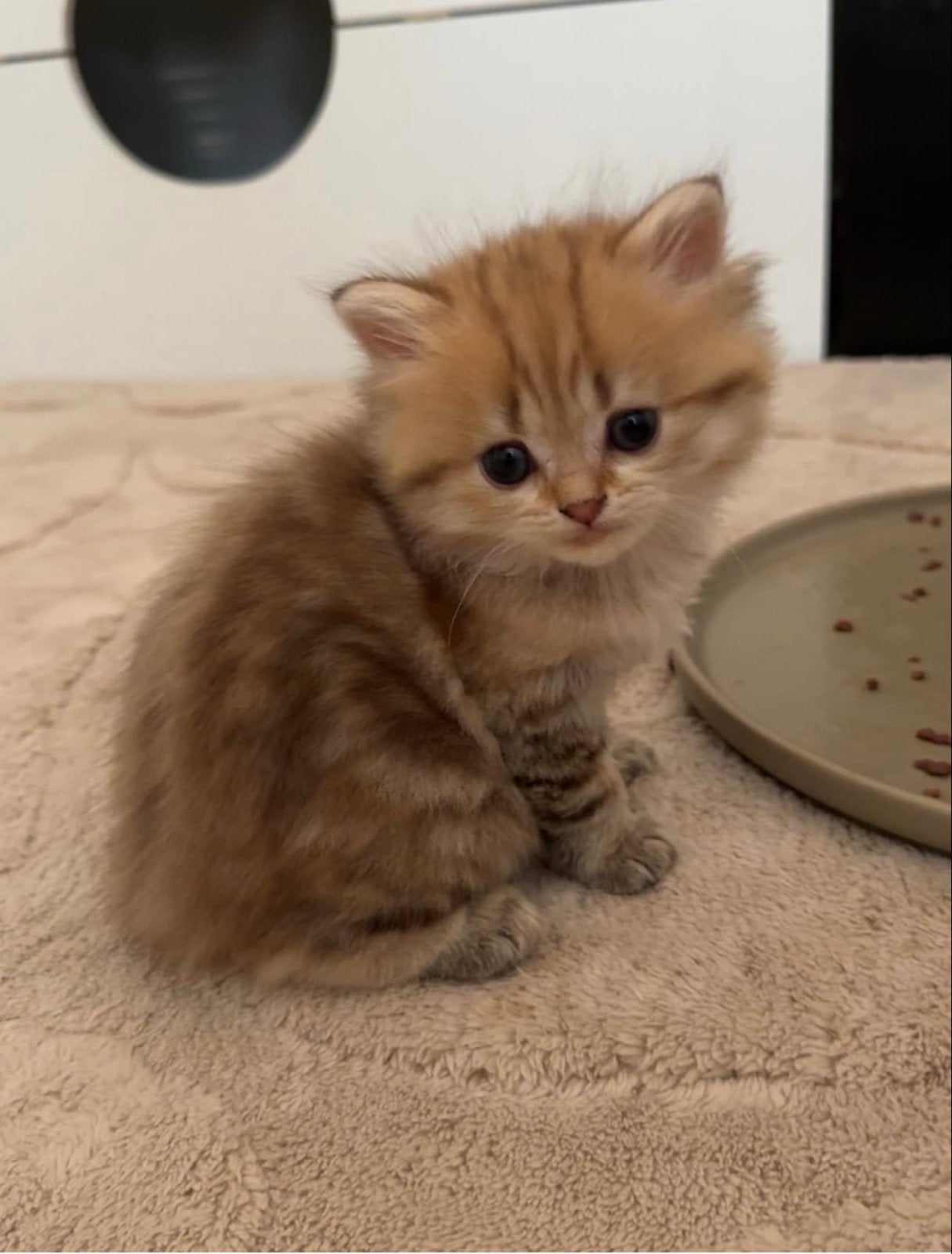 3 Brits Langhaar Kittens In Roermond Geregistreerde Cattery