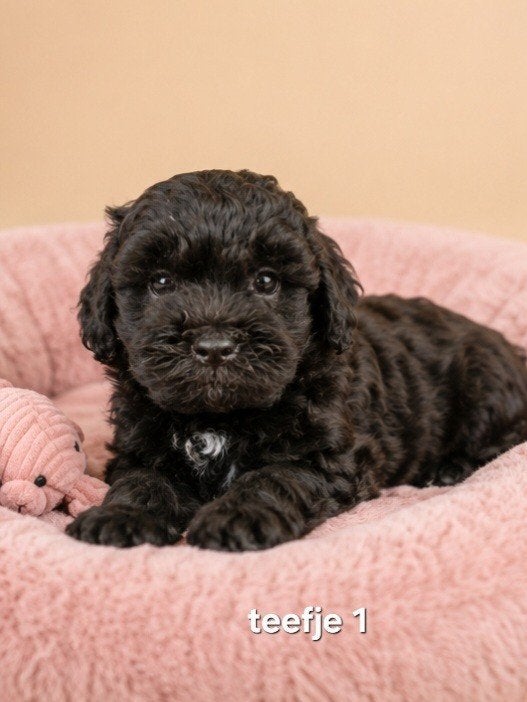 Super mooie boomer pups shih tzu maal maltezer, Dieren en Toebehoren, Parvo, Overige rassen, 8 tot 15 weken, Meerdere