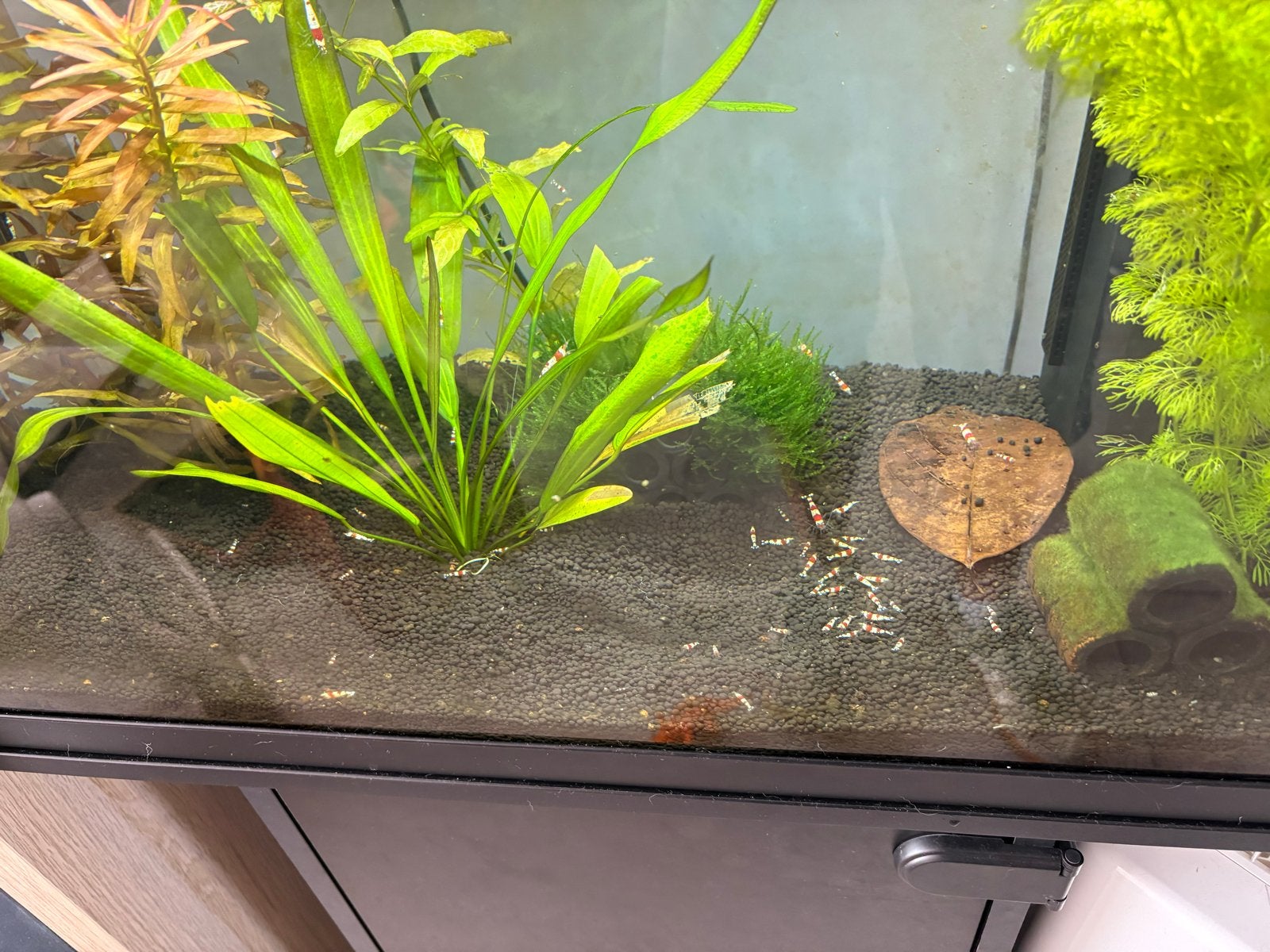 Crystal red garnalen, Dieren en Toebehoren, Ophalen, Inclusief vissen, Juwel, Gevuld zoetwateraquarium