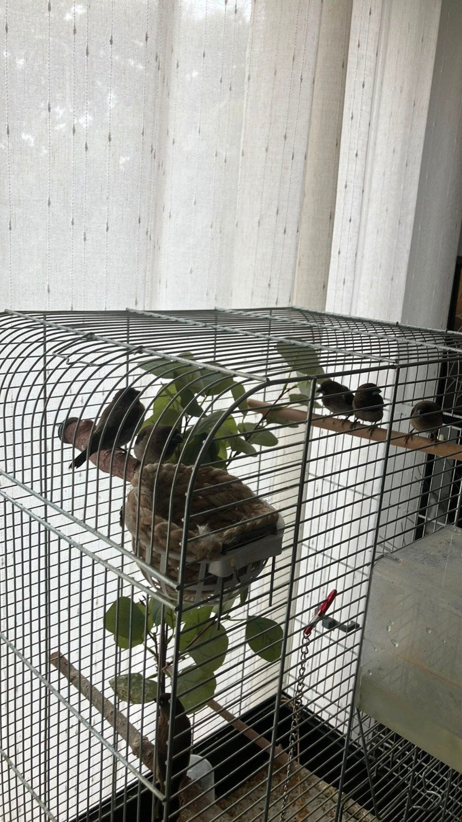 te koop koppel japanse meeuw en 4 jongen, Dieren en Toebehoren, Meerdere dieren