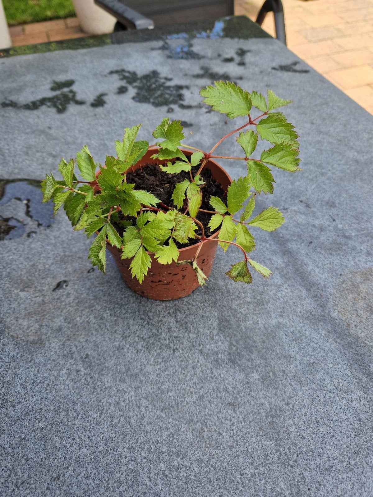 Astilbe Spirea Roze Stekjes - Meerdere beschikbaar, Tuin en Terras, Ophalen, Vaste plant, Halfschaduw