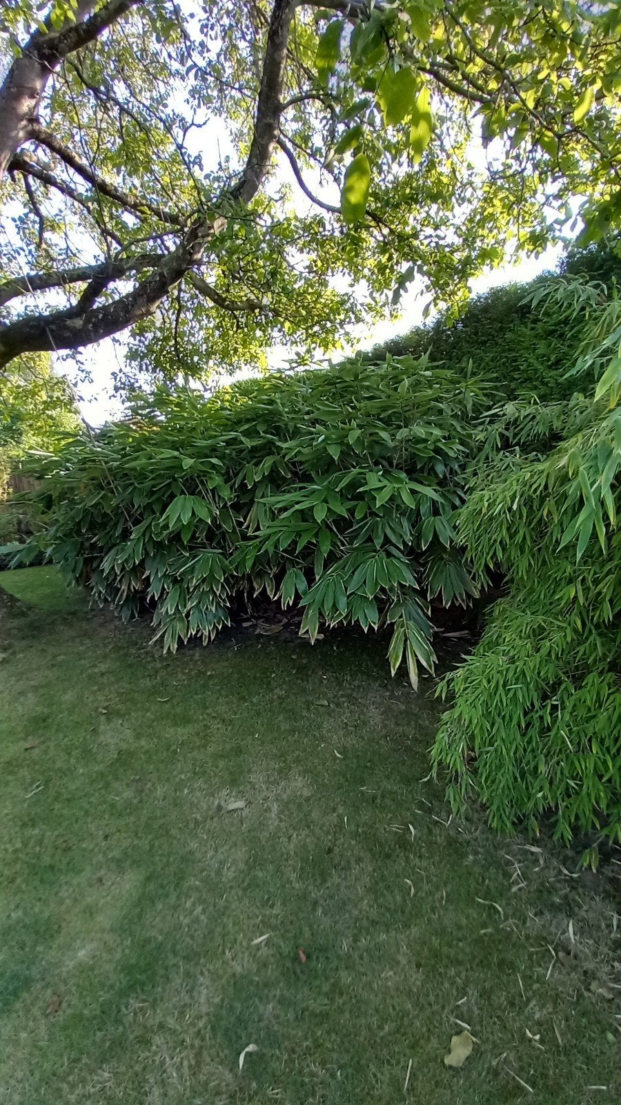 Grote bamboeplanten zelf uitgraven wegens verhuizing, Ophalen, Vaste plant, Siergrassen, Bloeit niet