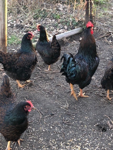 Mooie raskippen: Barnevelder, Hollands Hoen, Leghorn, Dieren en Toebehoren, Mannelijk, Kip