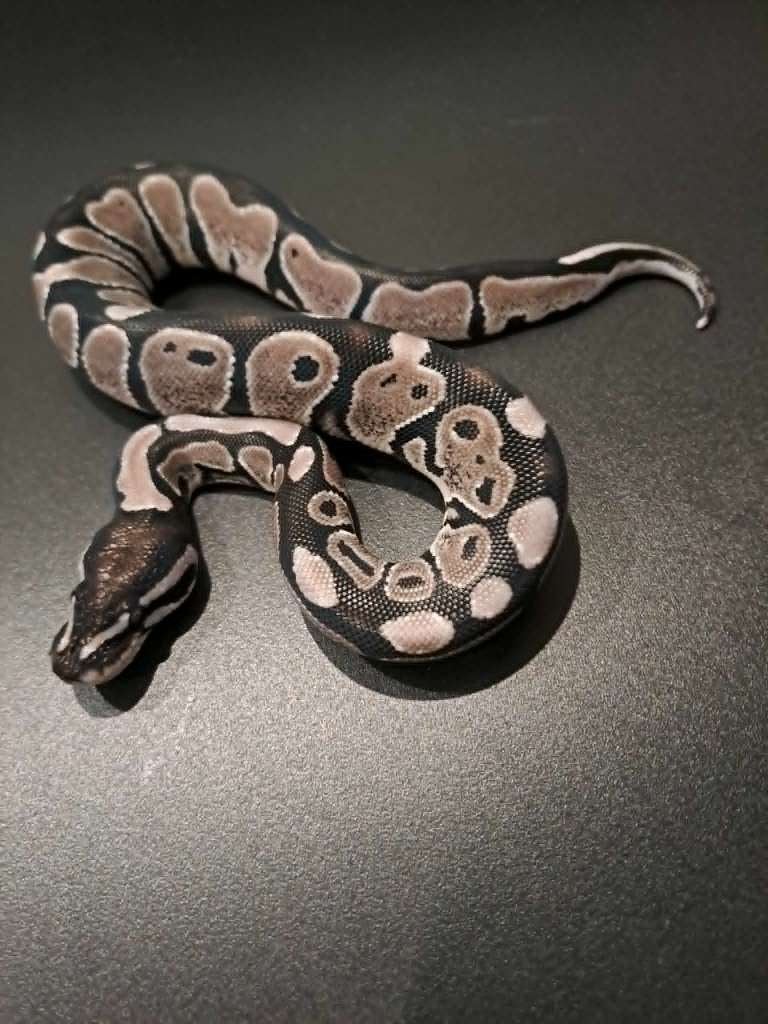 Koppeltje Axanthic VPI het clown 2026, Dieren en Toebehoren, Slang, 0 tot 2 jaar