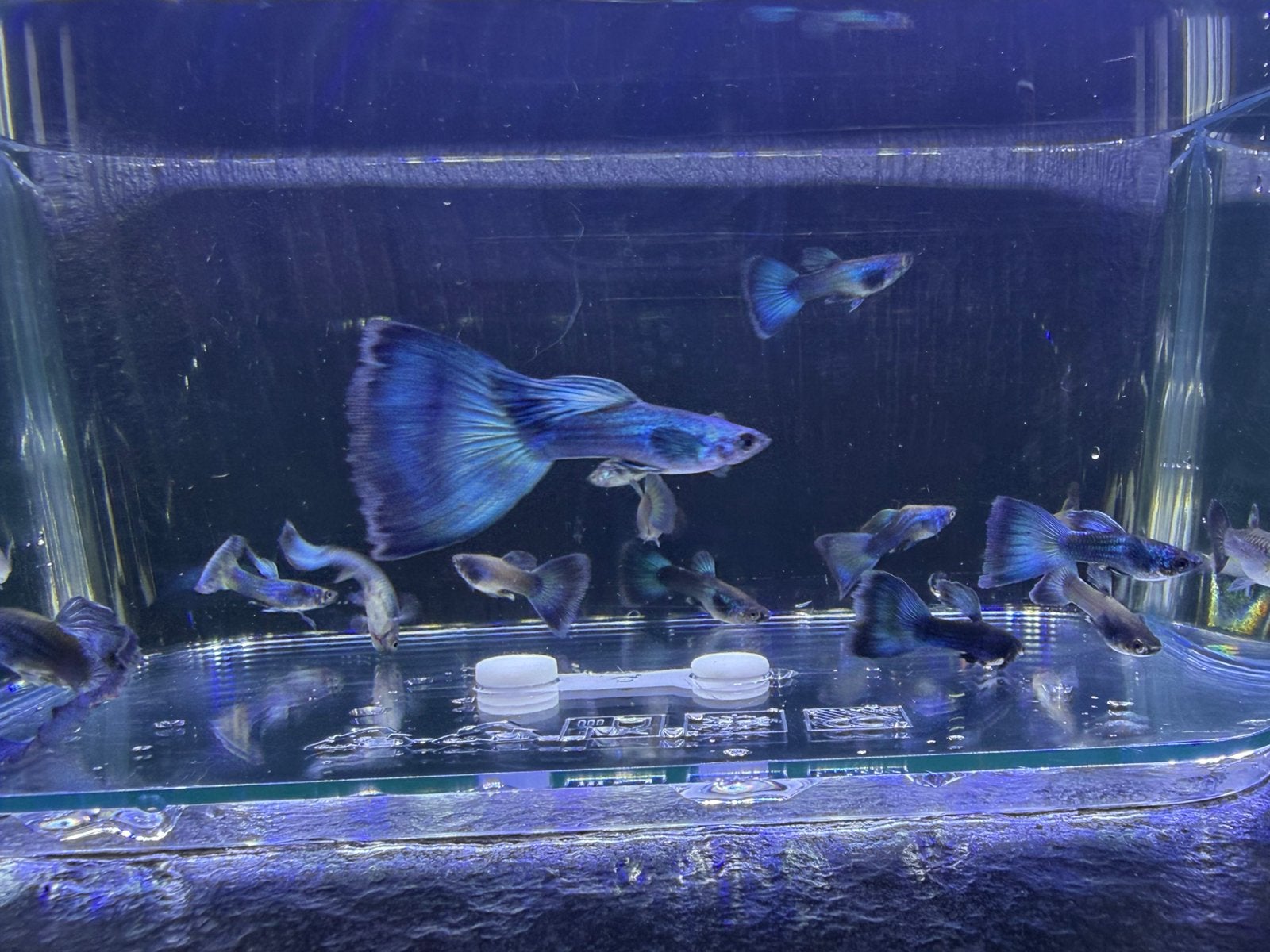 Raszuivere blue moscow guppen, Dieren en Toebehoren, Vis, Zoetwatervis