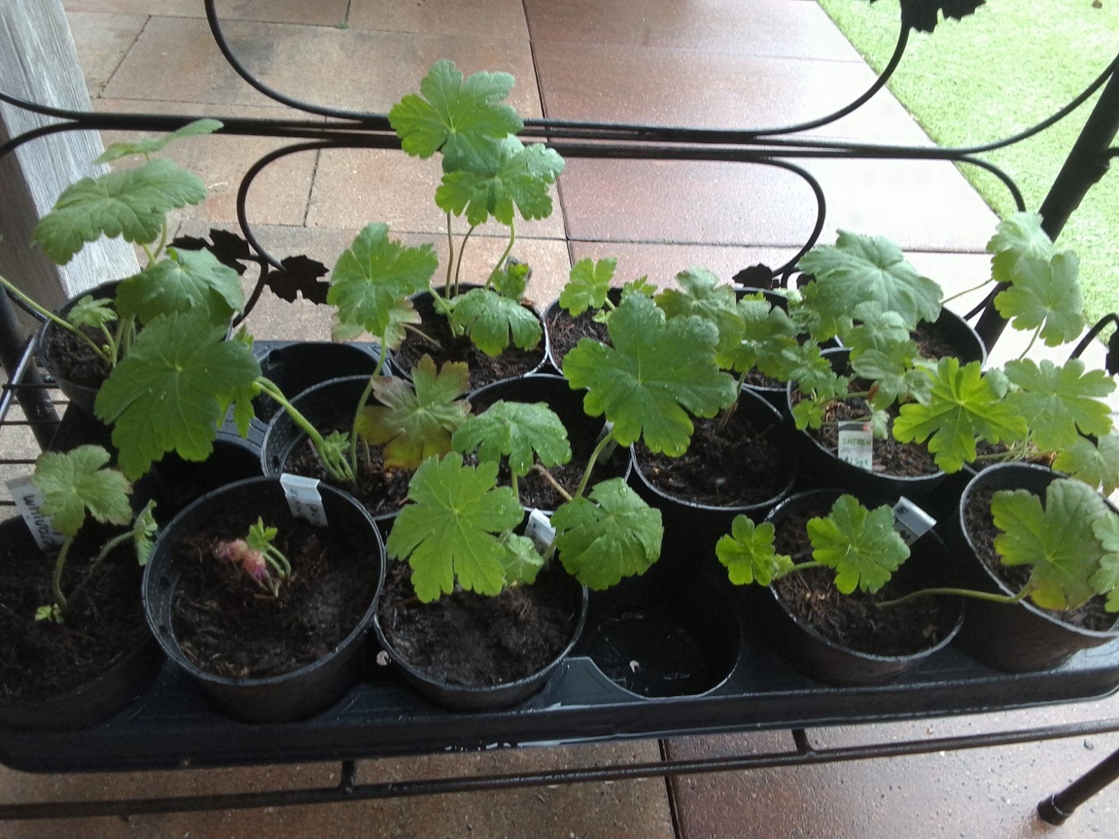 Stekken van vaste planten Montbretia, Vrouwenmantel, Zegge, Ophalen, Overige soorten, Volle zon