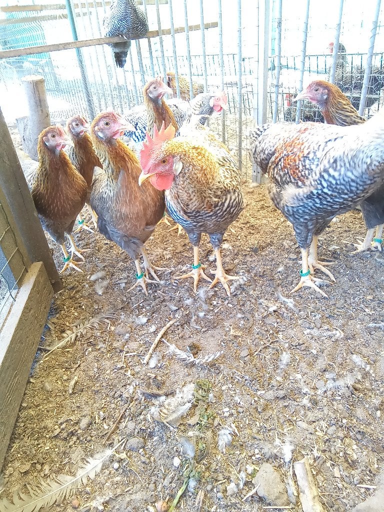 Koekoek patrijs leghorn, Meerdere dieren, Kip