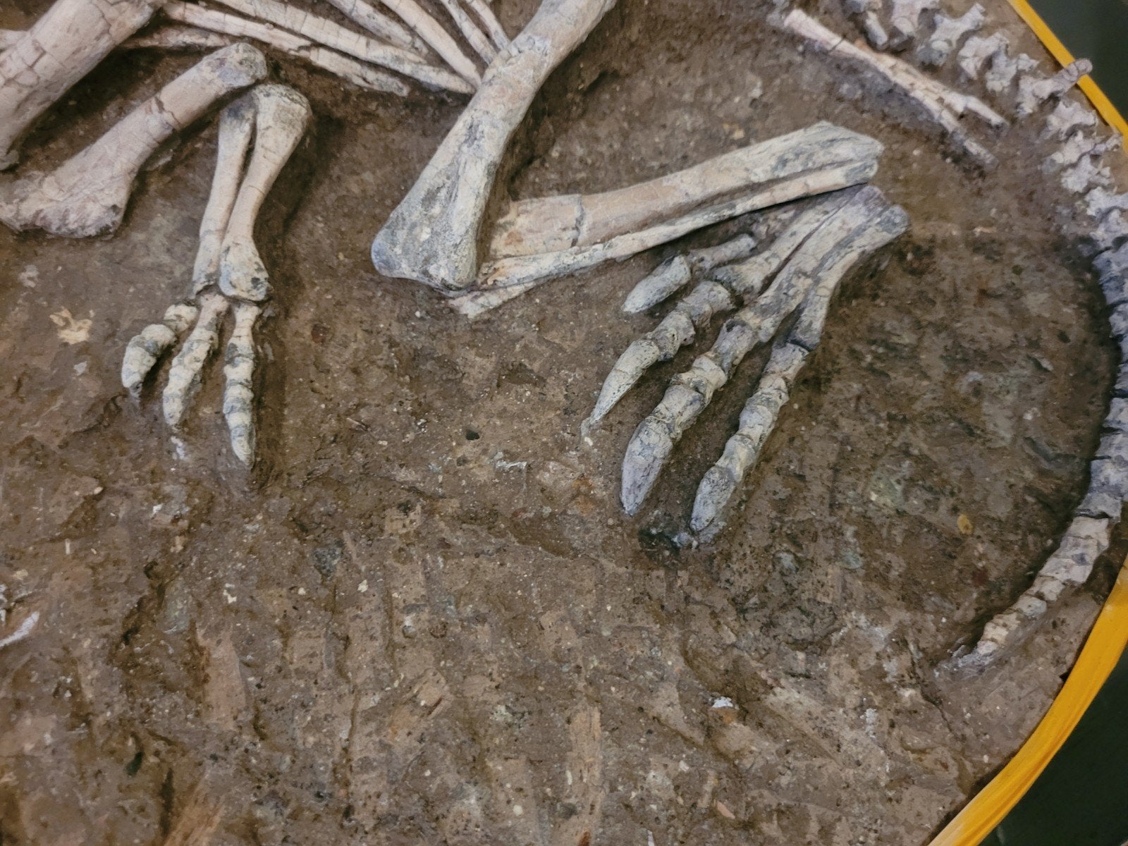 Foto 8 van UNIEK ORIGINEEL PSITTACOSAURUS-SKELET – MUSEUMKWALITEIT