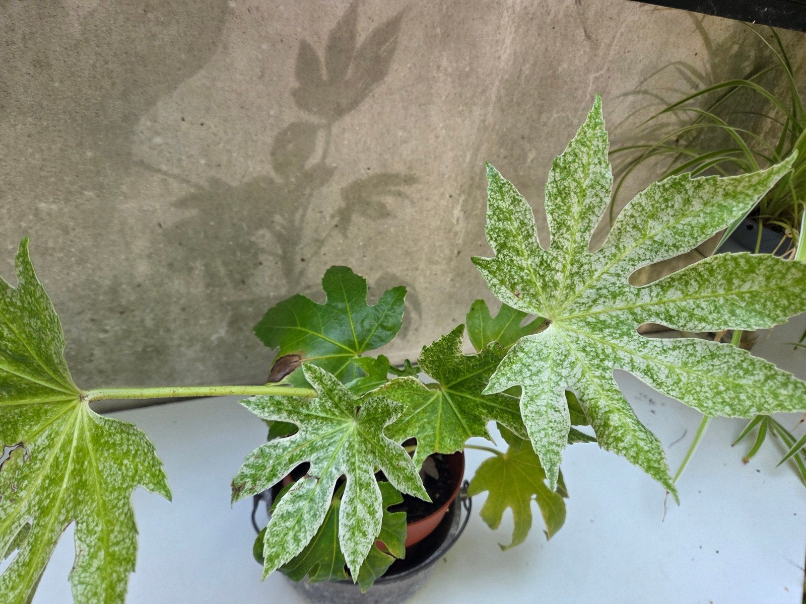 Vingerplant (Fatsia japonica) - Decoratieve kamerplant, Ophalen, Overige soorten, Halfschaduw