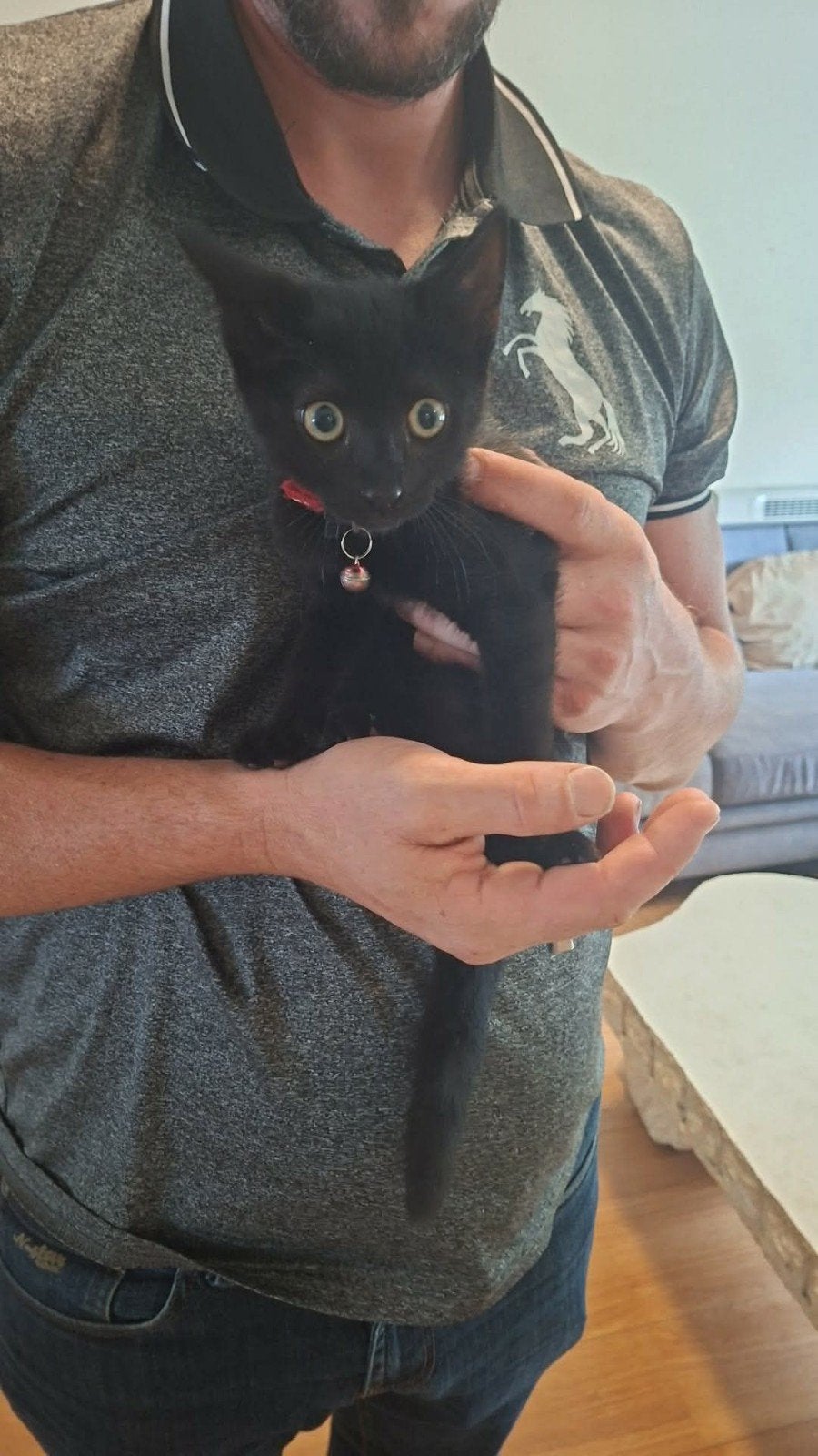 kitten, Meerdere dieren, Kortharig, 0 tot 2 jaar