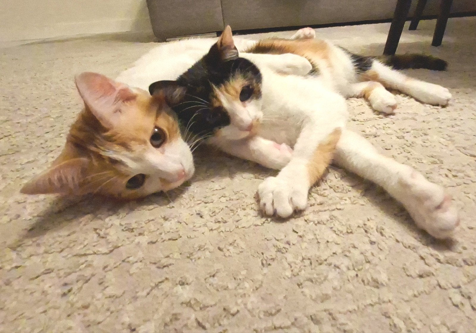 2 lieve katten, Dieren en Toebehoren, Honden | Niet-rashonden, 15 weken tot 1 jaar, Meerdere, Meerdere dieren, Middel