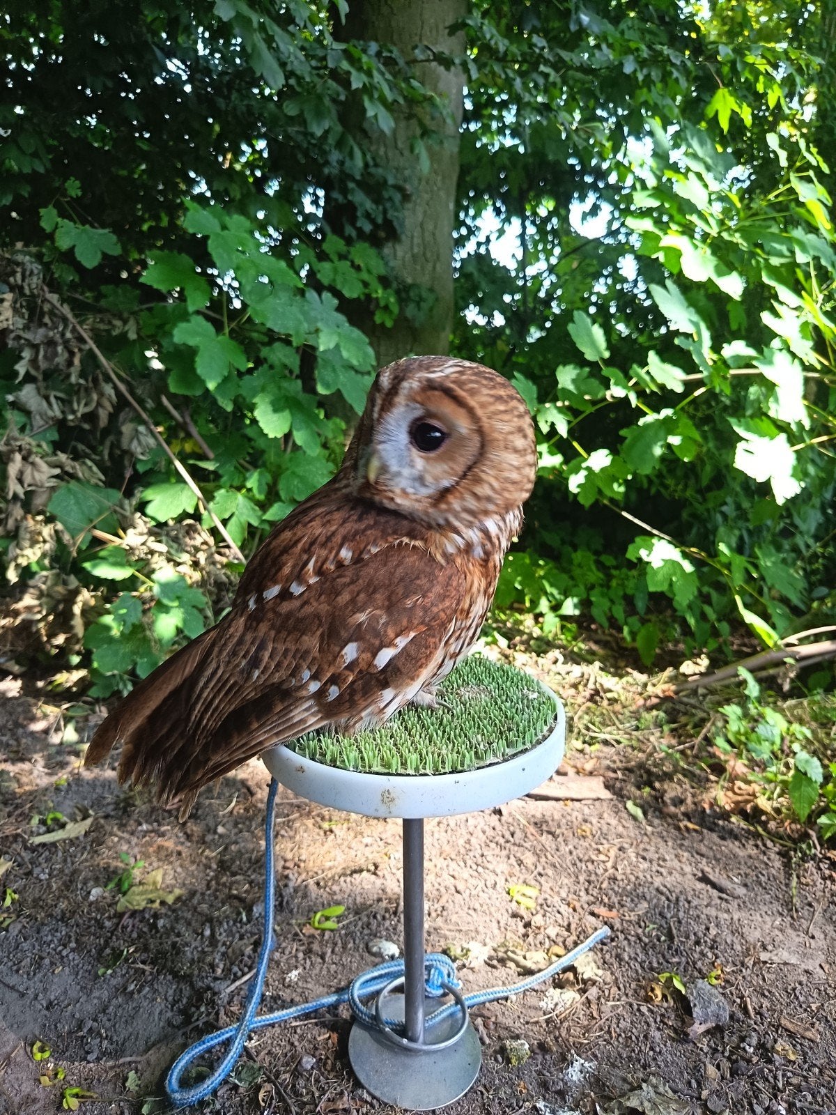 Bosuil wijf, Vrouwelijk, Roofvogel, Geringd