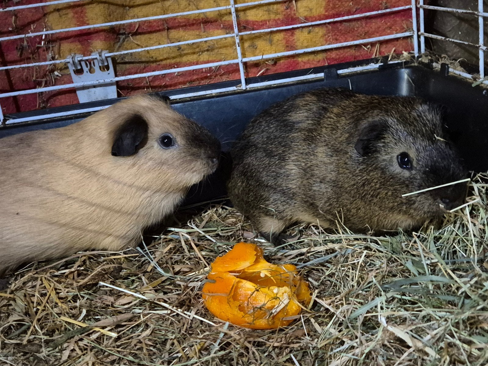 2 cavia beertjes beschikbaar, Dieren en Toebehoren, Mei, Mannelijk, Cavia