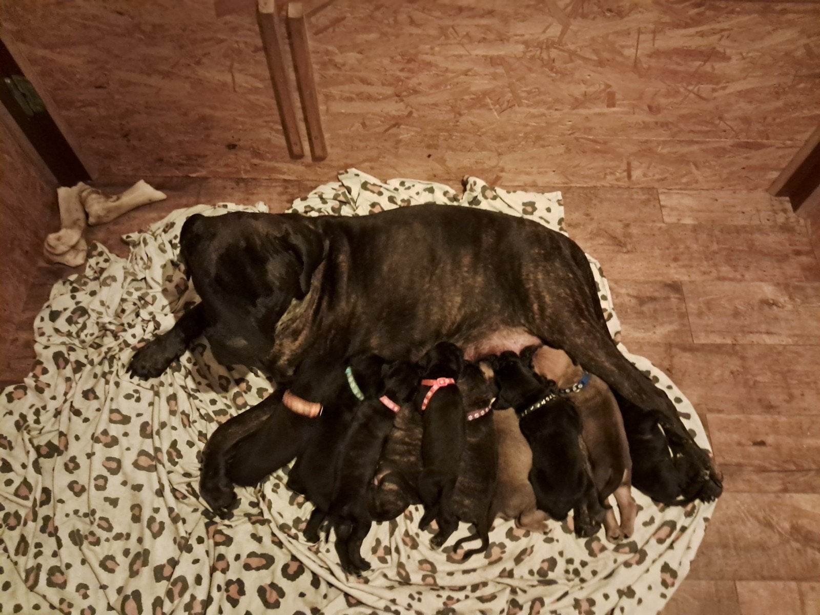 Cane Corso x Cane Corso/Bull Mastief pups, 8 tot 15 weken, Groot, Meerdere, Meerdere dieren
