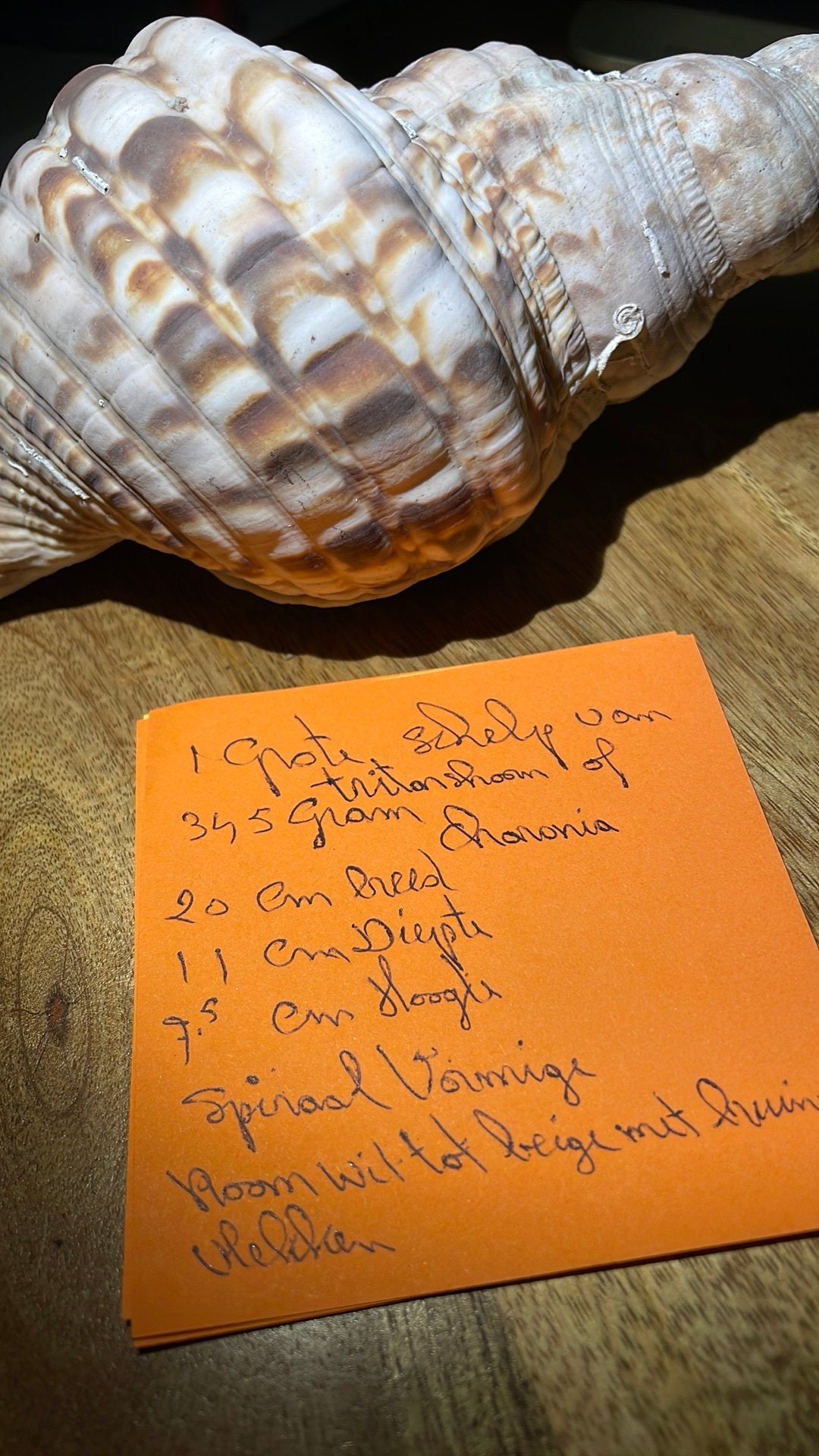 Grote Tritonshroon zeeschelp - 21 cm, 345 gram, Ophalen of Verzenden, Schelp(en)