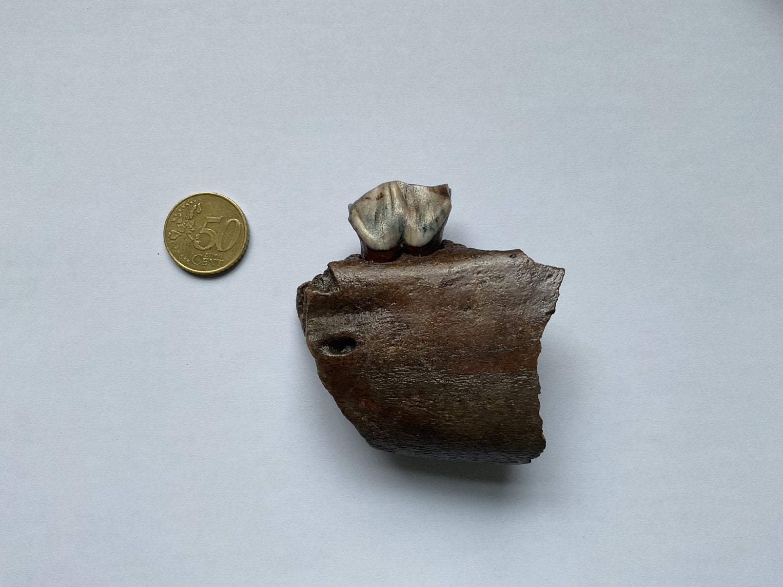 Wolharige neushoorn, kaak met kiesje, Verzamelen, Mineralen en Fossielen, Ophalen of Verzenden, Fossiel
