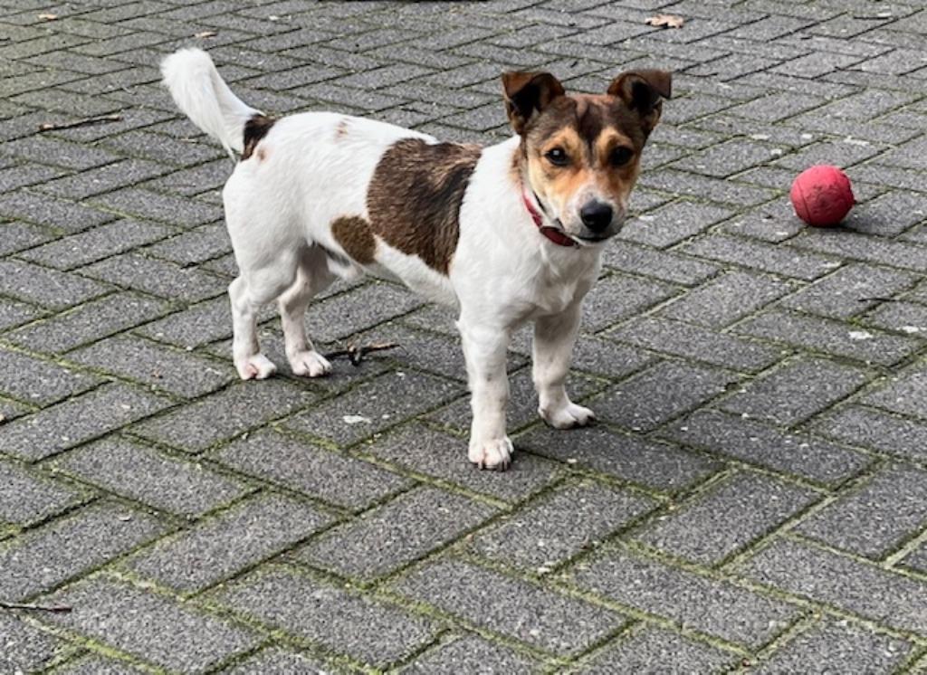 Jack Russel, Dekreu ( niet te koop ) €100,--, Parvo, Jack Russell Terriër, Reu, 1 tot 2 jaar