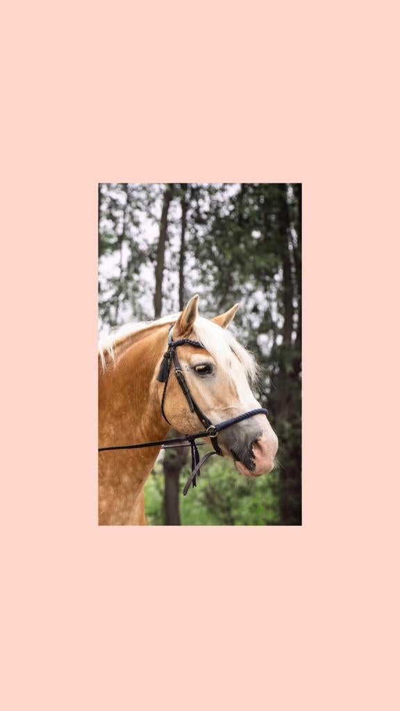 Bitloos hoofdstel, Ophalen, Recreatie