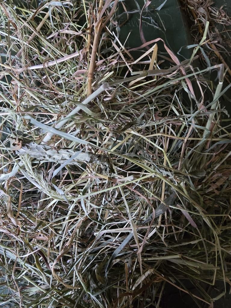 Te koop kleine pakjes biologisch kruidenhooi (16 juni 2025), Ophalen, Overige soorten