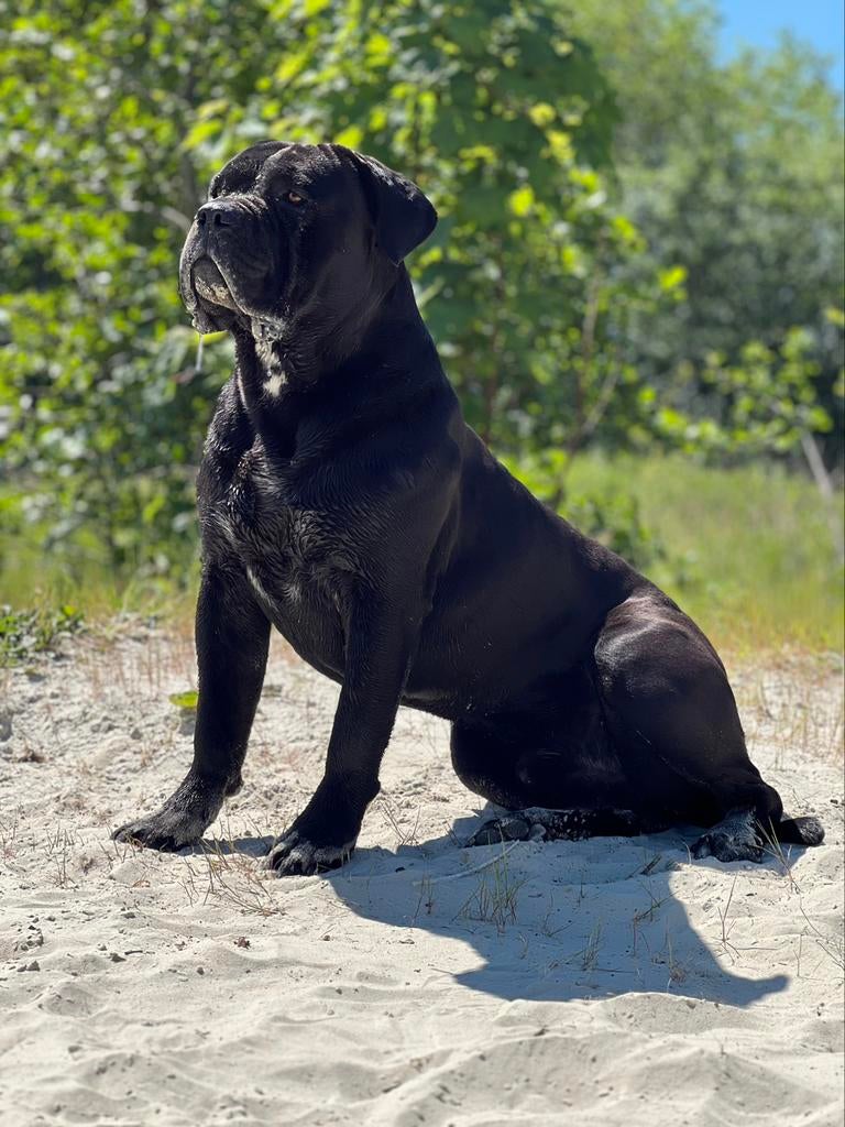 Cane Corso dekreu Demon, Reu, 1 tot 2 jaar, Eén hond, Nederland