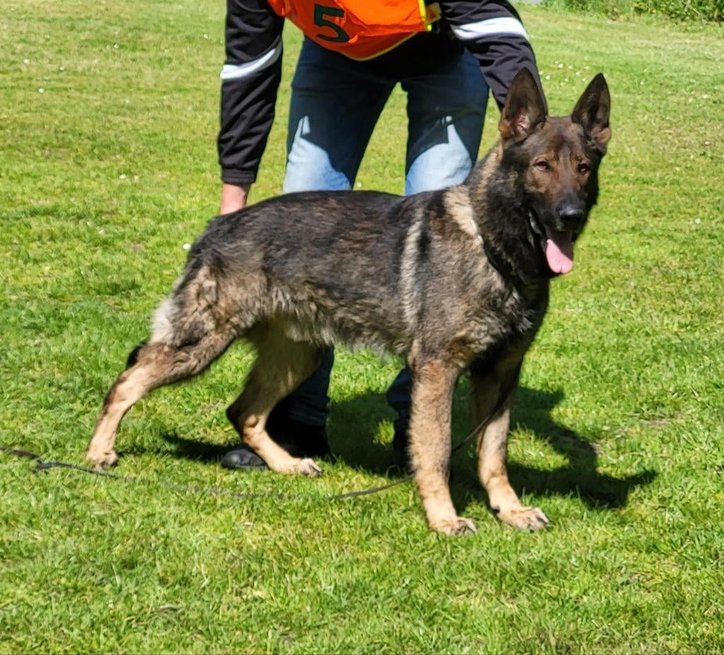 Ter dekking duitse herder IGP III aangekeurd, Parvo, Reu, Eén hond, 3 tot 5 jaar