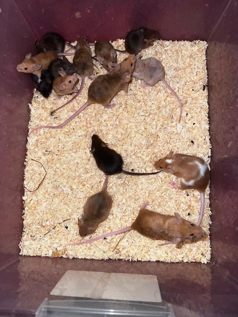 Prachtige tamme kleur muizen, Dieren en Toebehoren, Knaagdieren, Muis, Januari, Meerdere dieren, Tam