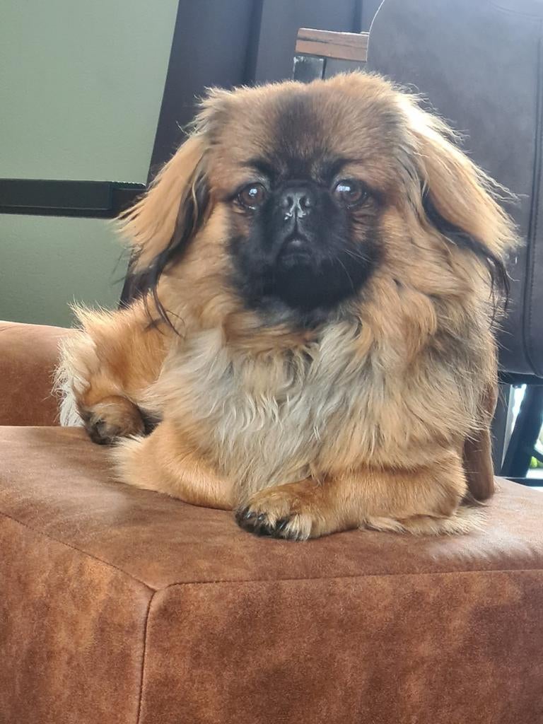 Pekingees dekreu NIET TE KOOP!, Dieren en Toebehoren, Parvo, Eén hond, 3 tot 5 jaar, Nederland