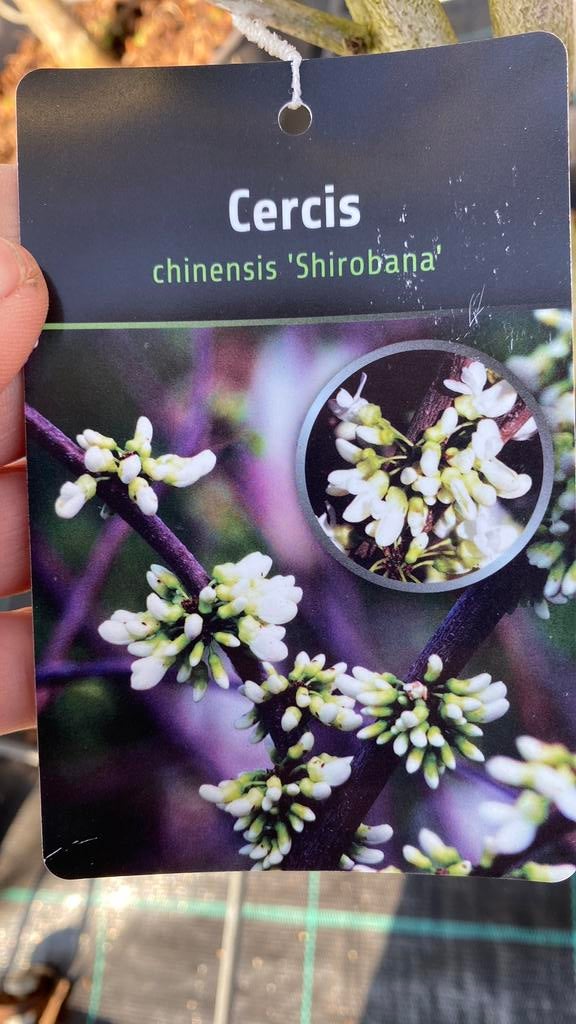 Cercis struiken, Tuin en Terras, Ophalen, Overige soorten, Minder dan 100 cm