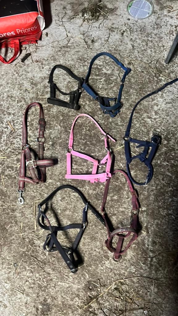 Verschillende veulen halsters, Ophalen of Verzenden, Overige soorten