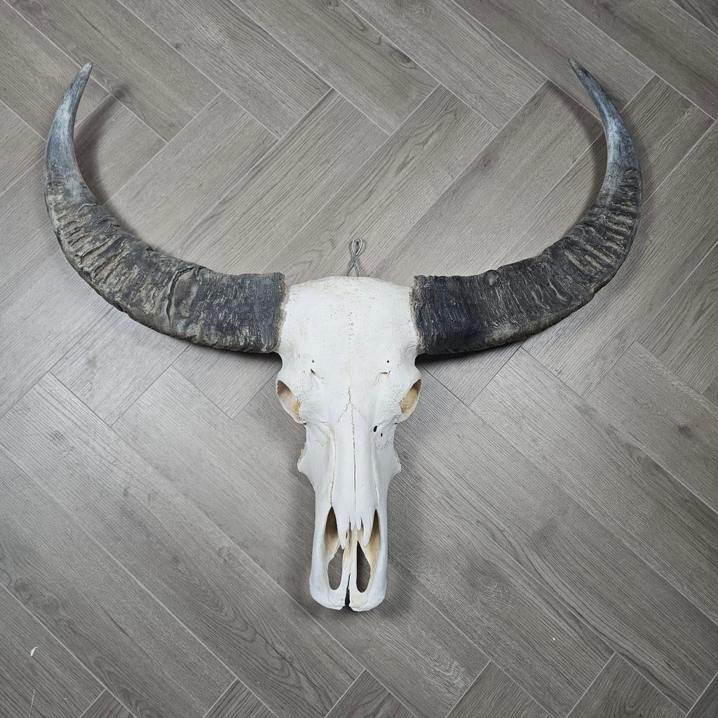 Schedel van een waterbuffel met hoorns, Huis en Inrichting, Woonaccessoires | Wanddecoraties, Gebruikt, Ophalen of Verzenden
