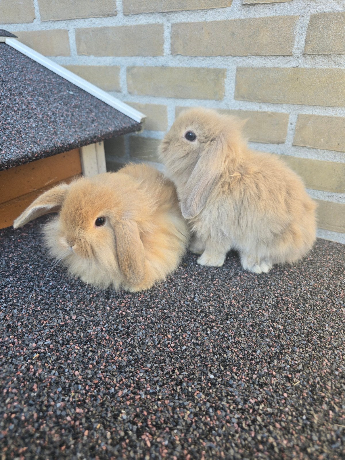 v/m koppeltjes konijn, Dieren en Toebehoren, Konijnen, Meerdere dieren, Dwerg