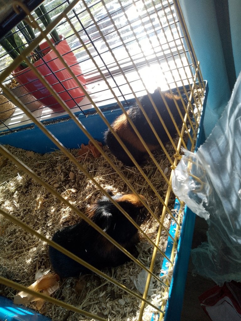 cavia´s, Augustus, Mannelijk, Cavia