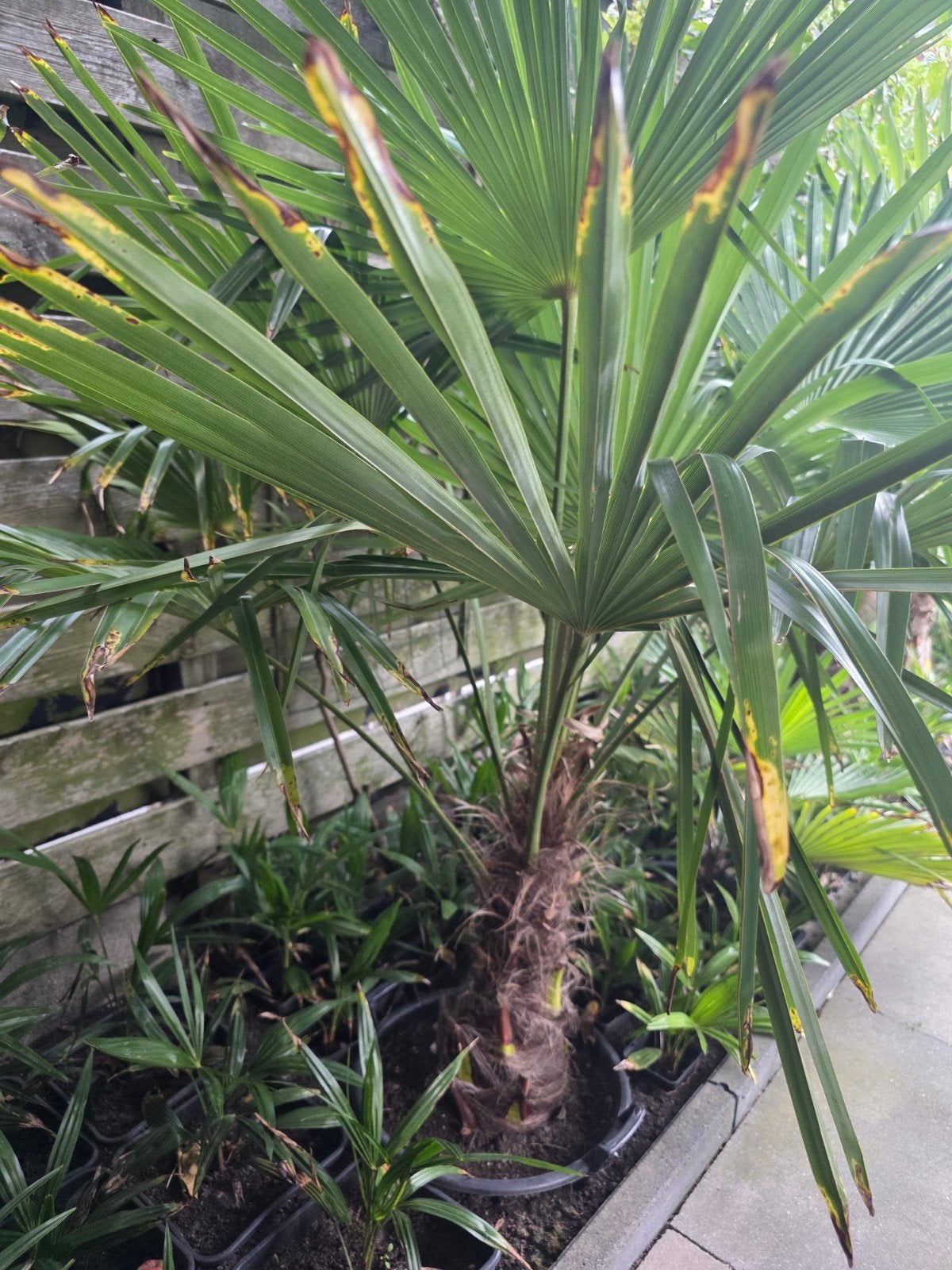 Winterharde Chinese Waaierpalm (Trachycarpus fortunei), Volle zon, Vaste plant, Bloeit niet, Ophalen