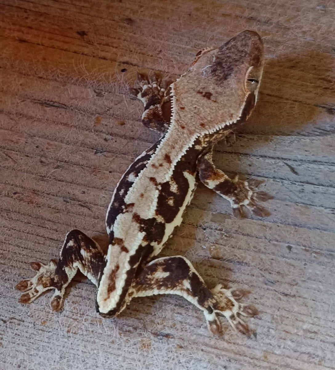 Wimpergekko baby Lilly white Crested Gecko - unknown for sale from Sabrina