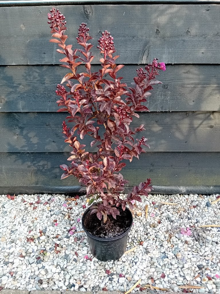 Lagerstroemia Rhapsody Blue, Tuin en Terras, Overige soorten, Volle zon, Vaste plant, Ophalen of Verzenden