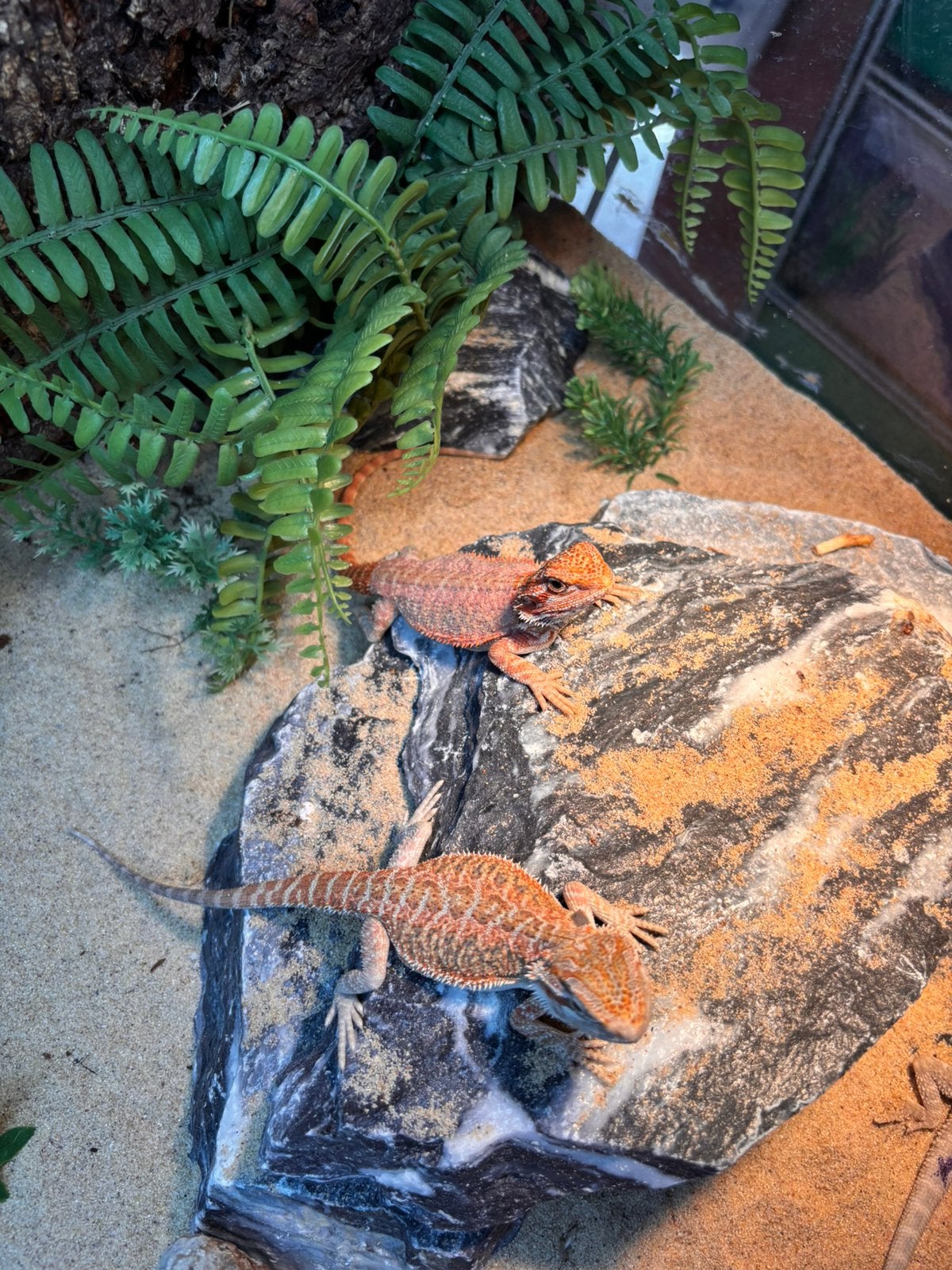 Baardagaam Bearded Dragon photo 3