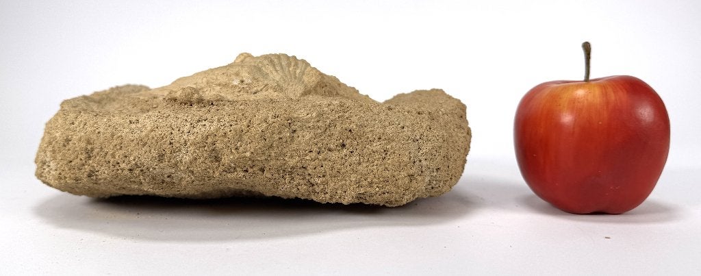 1365. Fossiel tweekleppige schelp, prehistorie, Verzamelen, Ophalen, Fossiel