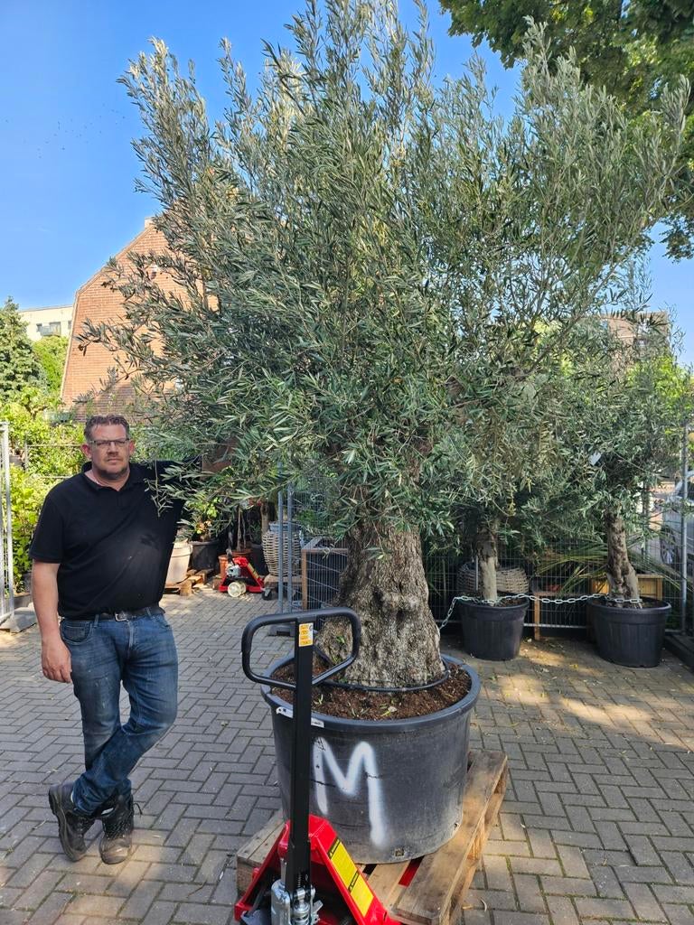 Mega grote olijfboom: ruim 300cm hoog stamdikte 165cm!, Tuin en Terras, Planten | Bomen, Olijfboom, 100 tot 250 cm, Volle zon