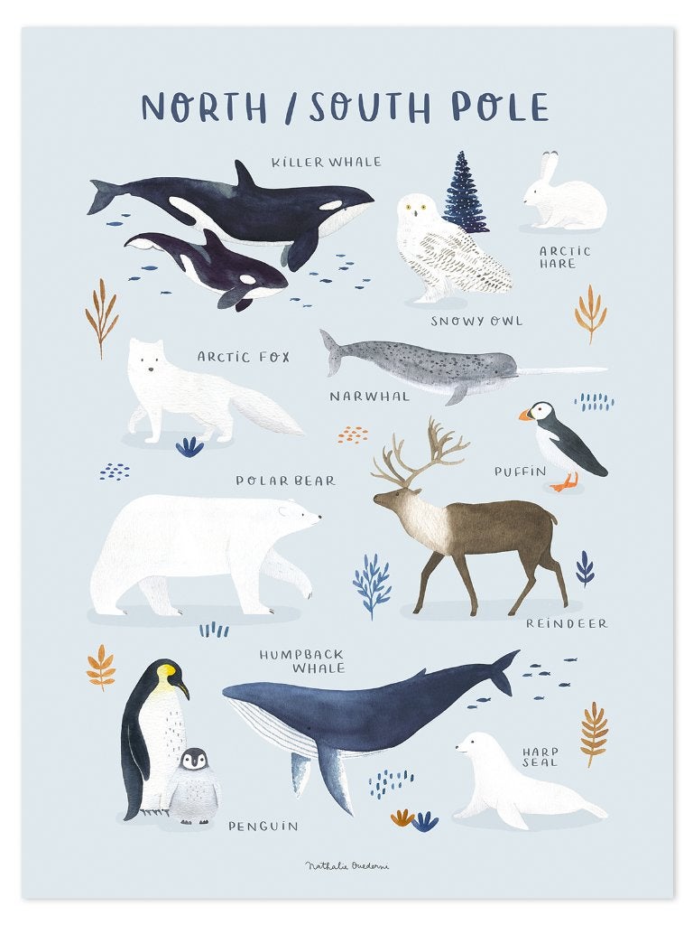 Kinderposter Poster Dieren Noordpool Lilipinso, Nieuw, Ophalen of Verzenden, Lilipinso, 270 chemin des oliviers - F-34400 LUNEL