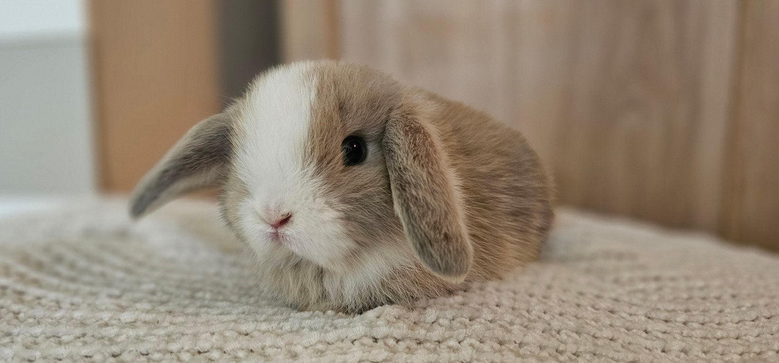 Prachtige minilop x Nederlandse dwerghangoor konijntjes, Dieren en Toebehoren, Meerdere dieren, Klein, Hangoor, 0 tot 2 jaar