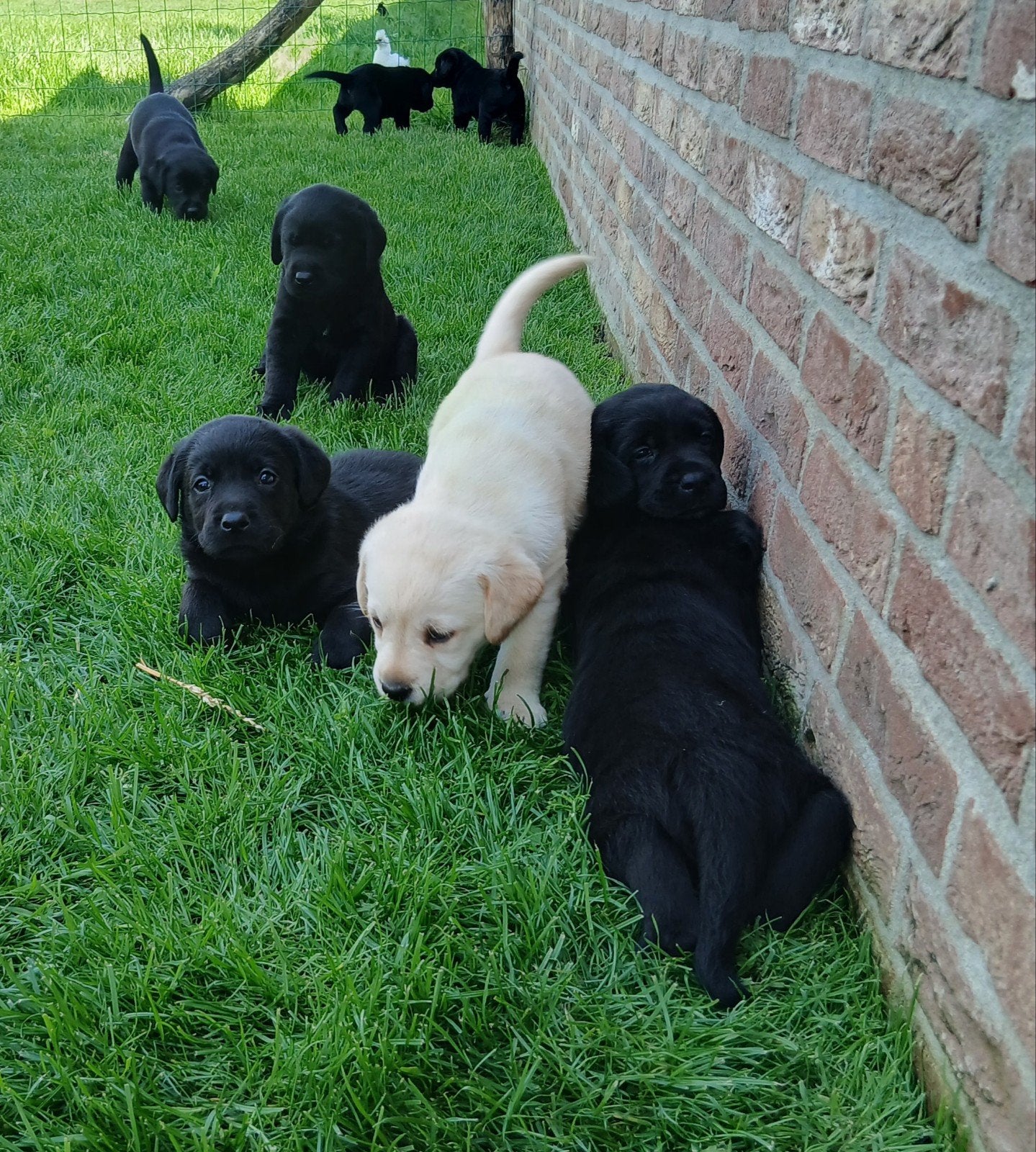 Labradors pups, 8 tot 15 weken, Labrador retriever, Meerdere, Meerdere dieren