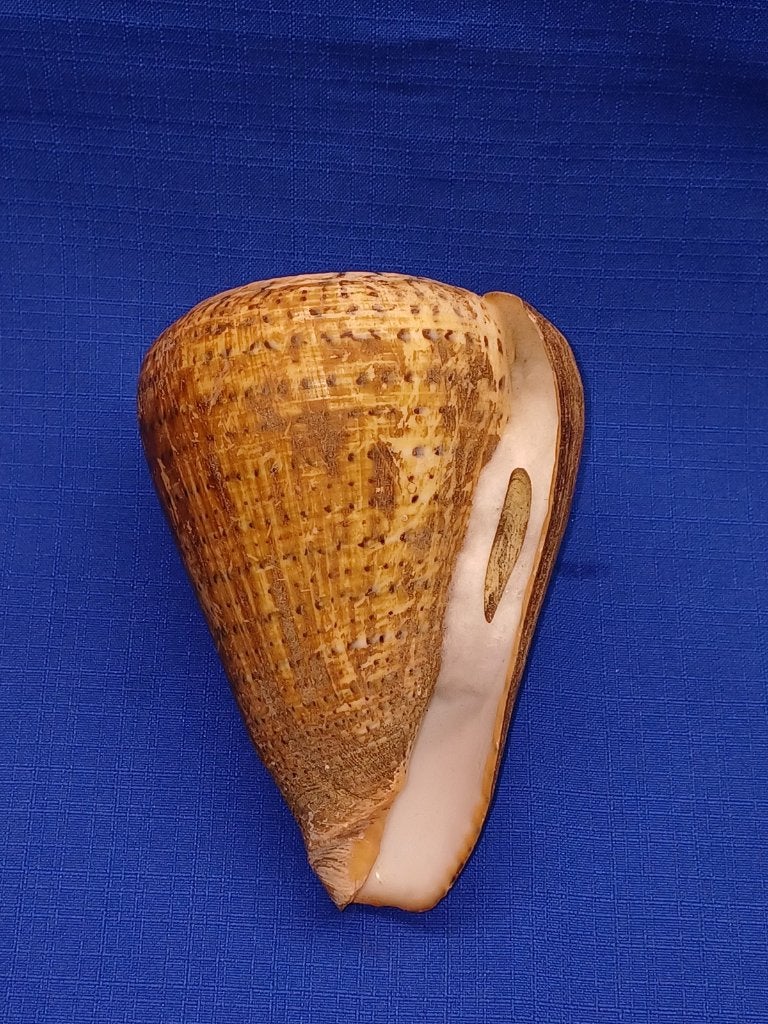 schelpen, Conus betulinus, Verzamelen, Ophalen of Verzenden, Schelp(en)