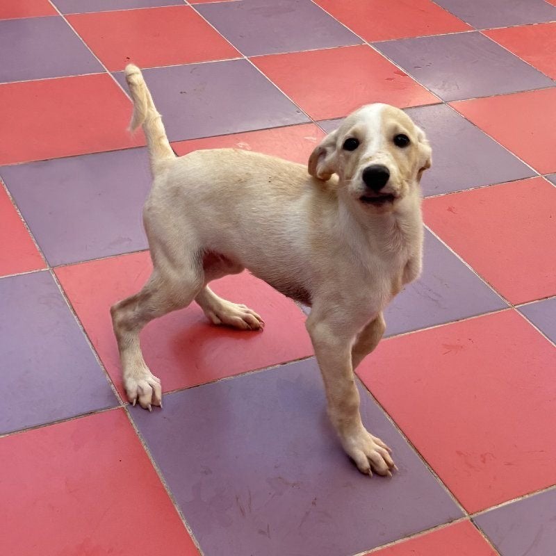 ACE: Maevi is een sociaal en bijzonder lief hondje, Dieren en Toebehoren, Particulier, 8 tot 15 weken, Buitenland, Teef