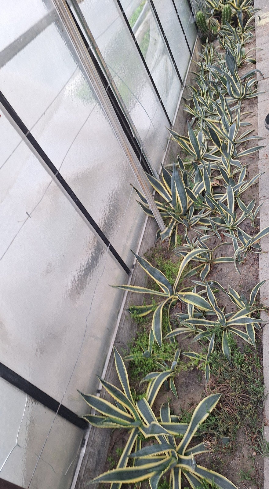 Stekken agave Americana, Tuin en Terras, Ophalen, Bloeit niet, Overige soorten, Volle zon