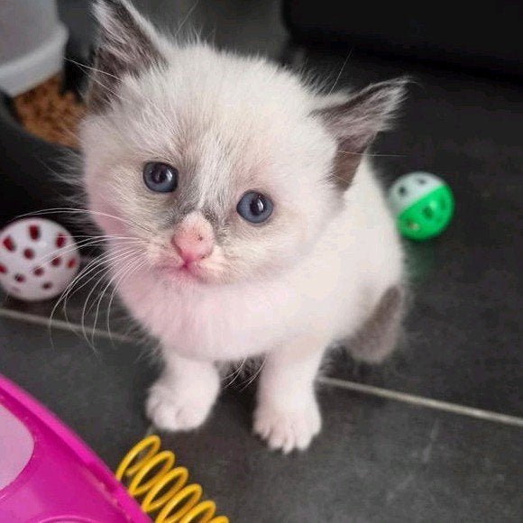 ♡ nog 4 ragdoll  kittens ♡, Dieren en Toebehoren, Katten en Kittens | Raskatten | Langhaar, Meerdere dieren